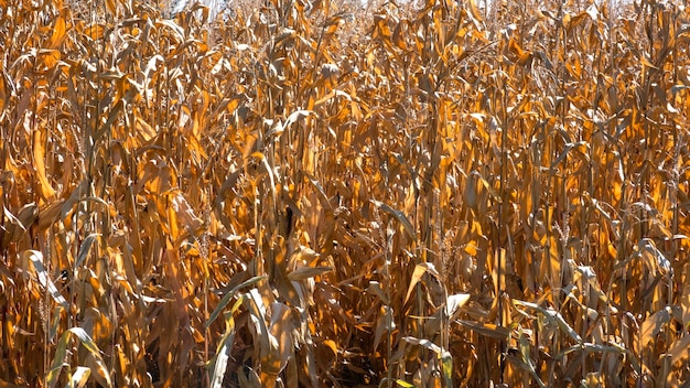 Champ de maïs d'automne jaune Champ de maïs avec des épis mûrs tournés par une journée ensoleillée