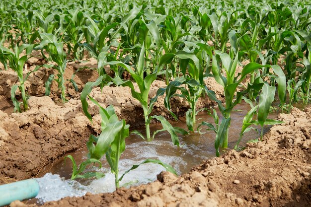 Champ de maïs biologique à feuillage vert et tiges utilisé à la fois pour la consommation humaine et dans l'alimentation animale