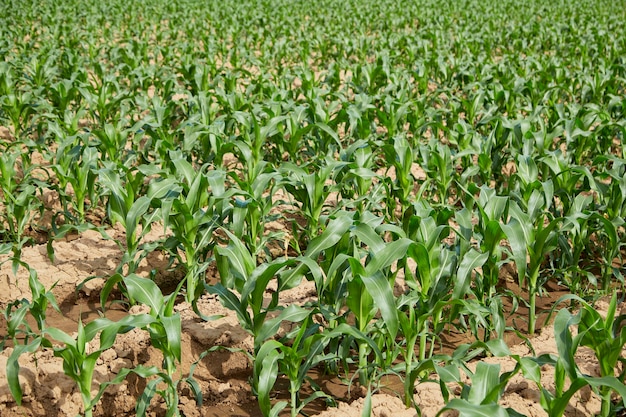 Champ de maïs biologique à feuillage vert et tiges utilisé à la fois pour la consommation humaine et dans l'alimentation animale