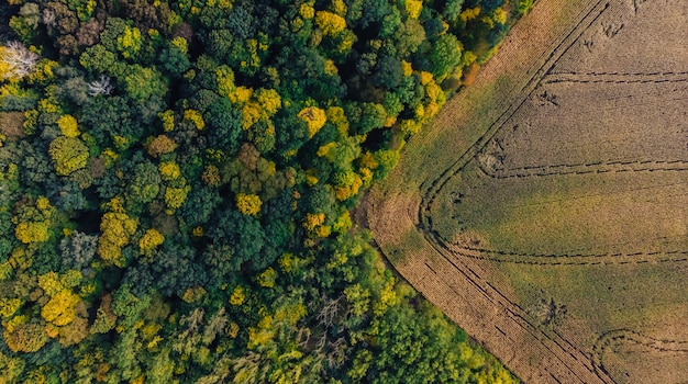 Champ De Maïs Campagne Automne Drone Panoramique Aérien Et De La Forêt