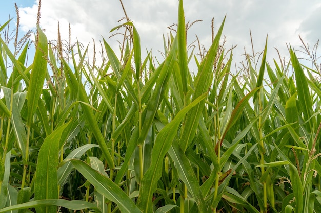 Un champ de maïs contre un ciel bleu Agriculture écologique