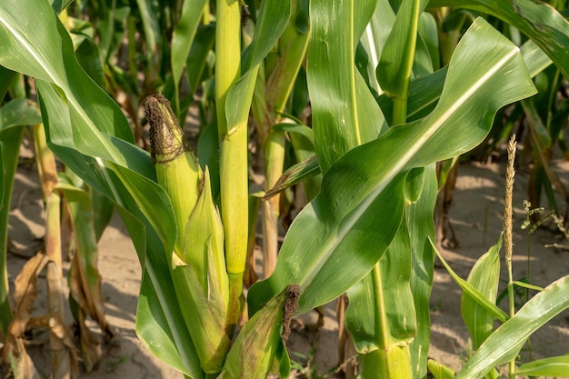 Un champ de maïs contre un ciel bleu Gros plan de l'épi de maïs de l'agriculture écologique