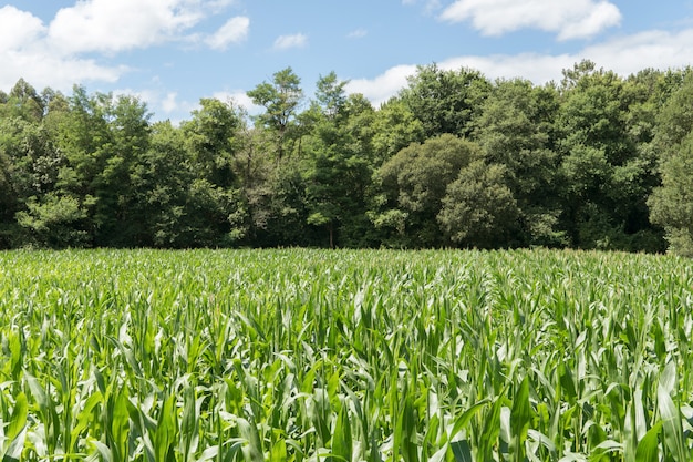 Champ de maïs en croissance avec des arbres à l'arrière et ciel bleu. Paysage agricole