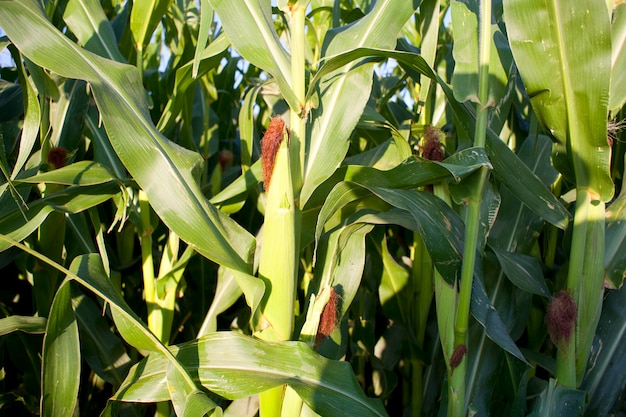 Champ de maïs dans la campagne espagnole