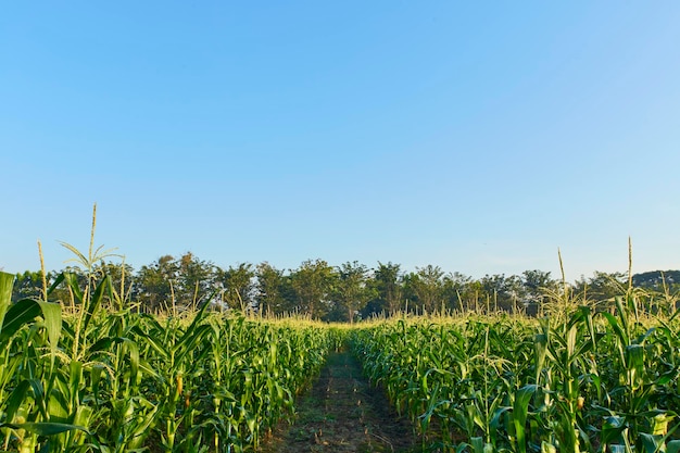 Champ de maïs dans une ferme un matin d'été