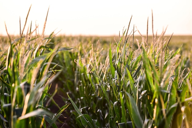 Champ de maïs dans la province de La Pampa Argentine