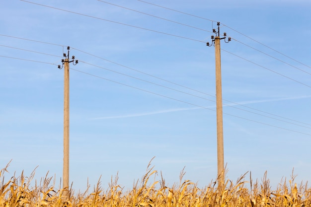 Champ de maïs avec du maïs mature et deux poteaux avec des lignes électriques à haute tension