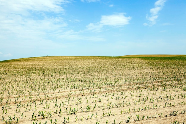 Champ de maïs été