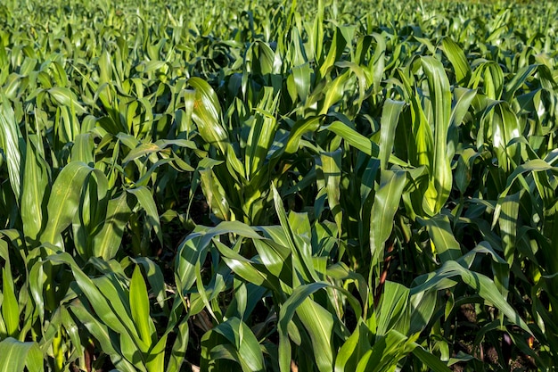 Un champ de maïs avec une feuille verte