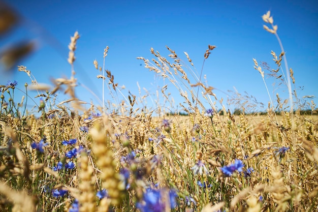 Un champ de maïs, des fleurs violettes et le ciel bleu