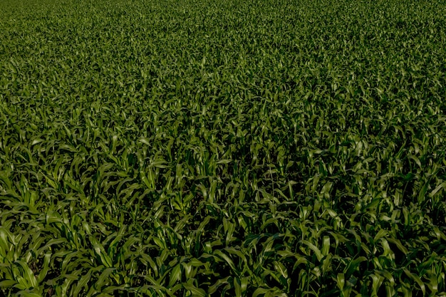 Champ de maïs avec de jeunes plantes sur un sol fertile au coucher du soleil