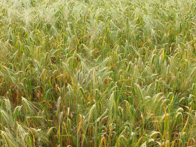 Champ de maïs d'orge