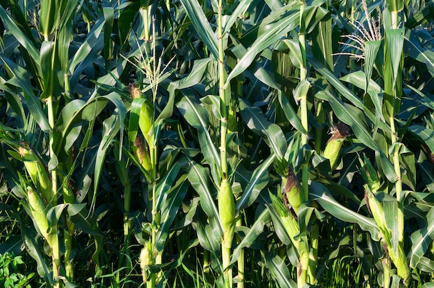 Champ de maïs par temps clairArbre de maïs sur les terres agricoles