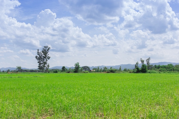 champ de maïs de paysage d&#39;été sur une journée ensoleillée