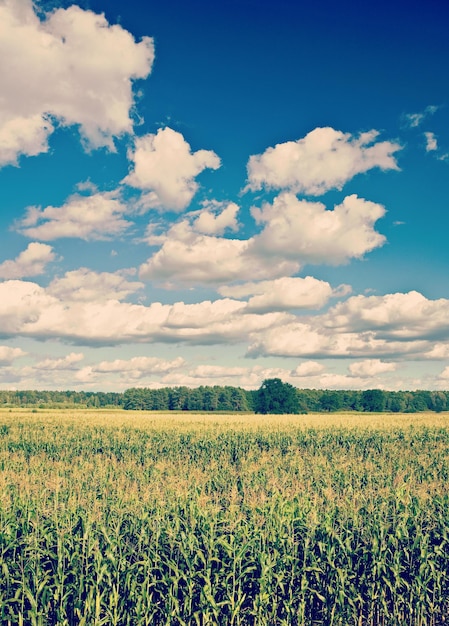 Champ de maïs et stile instagram ciel nuageux