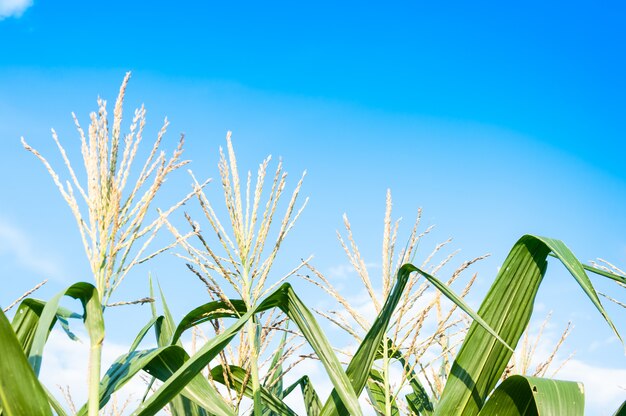 Champ de maïs en temps clair, arbre de maïs sur les terres agricoles avec ciel bleu nuageux