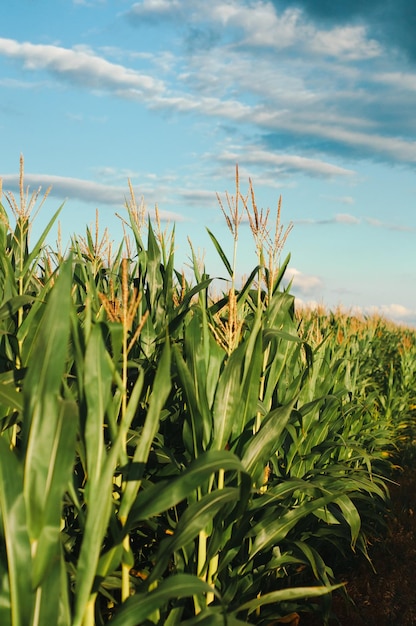 un champ de maïs vert sur fond de ciel bleu, agriculture, culture de cultures agricoles