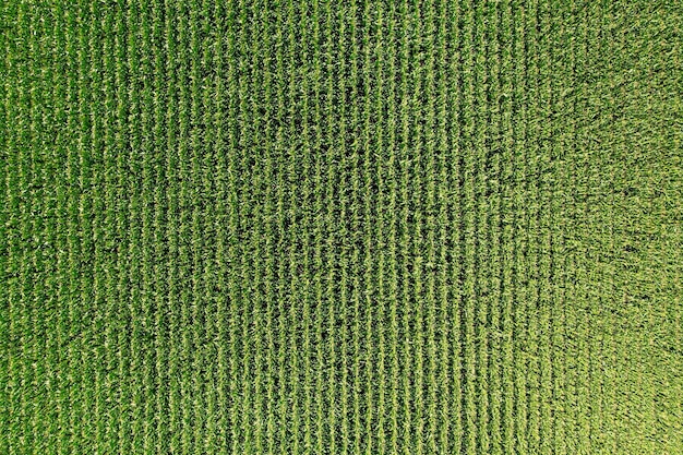 Champ de maïs vert d'une grande hauteur