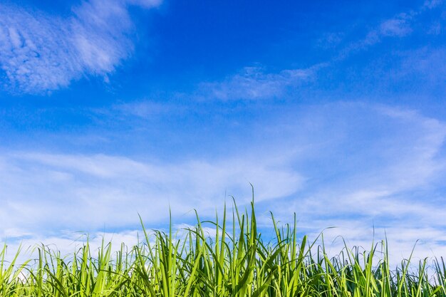 Champ de maïs vert en grandissant sur le ciel bleu