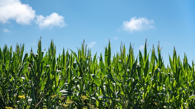 Champ de maïs vert de plus en plus, détail de maïs vert sur champ agricole