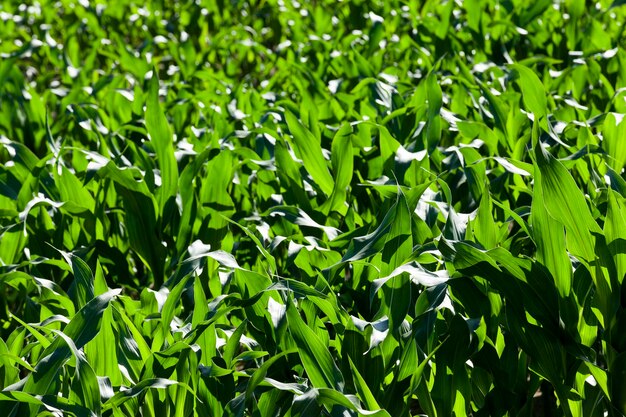 Champ de maïs vert