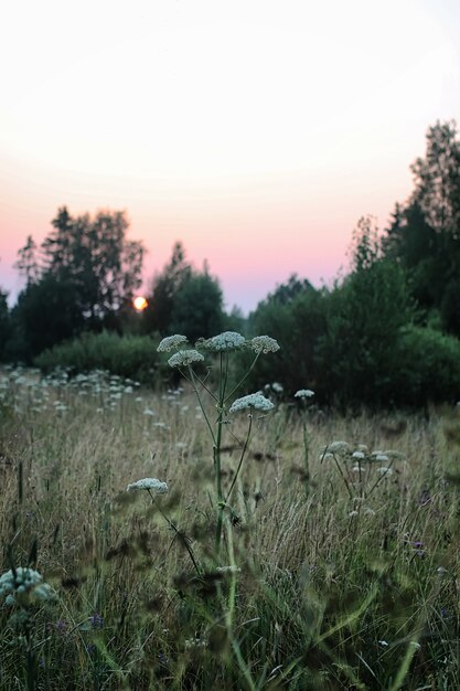 Champ Maison Paysage Coucher De Soleil Campagne