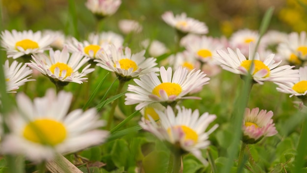 Champ de marguerites avec beaucoup de bokeh sur un pré Beaucoup de fleurs en vue du sol