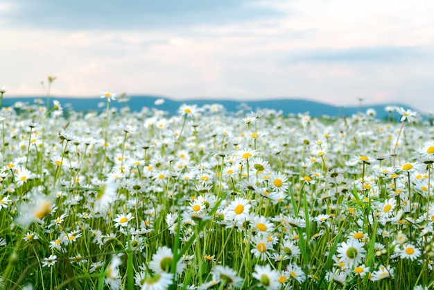 Champ de marguerites blanches