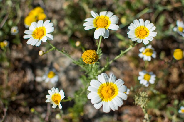 Un champ de marguerites avec un centre jaune et un centre blanc.