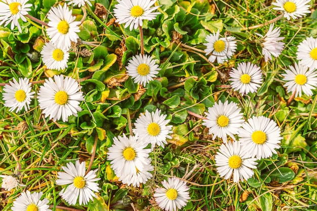 Un champ de marguerites avec le centre jaune du milieu.