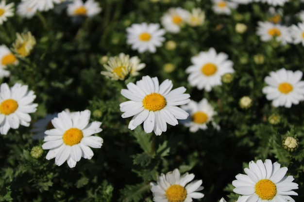 Un champ de marguerites avec un centre jaune