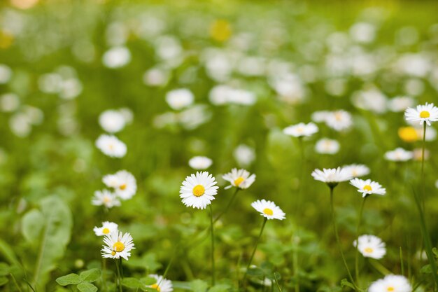 Champ de marguerites dans la nature