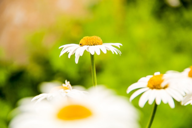 Champ de marguerites en fleurs. gros plan de camomille.