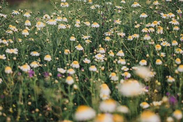 un champ de marguerites avec un fond blanc