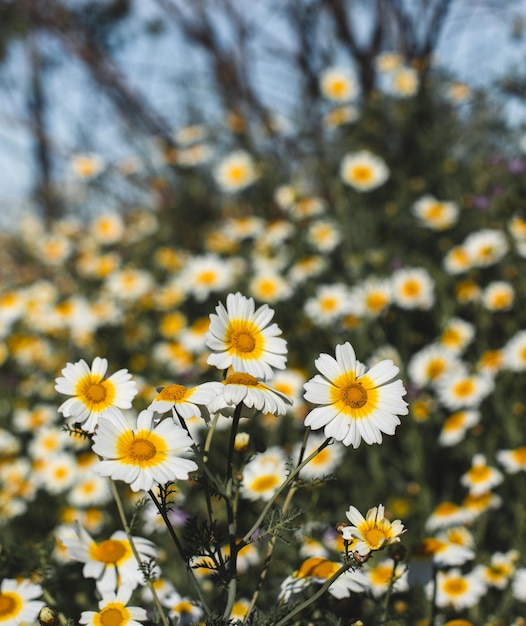 un champ de marguerites avec un fond flou