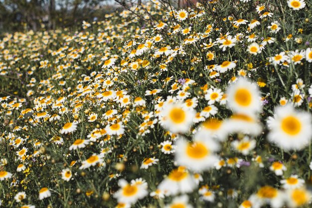 un champ de marguerites avec un fond flou