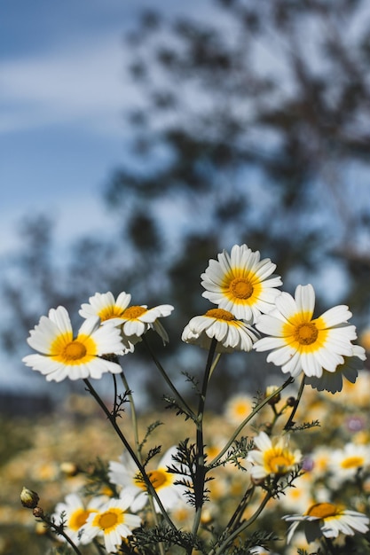 un champ de marguerites avec un fond flou