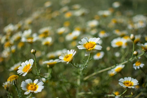 Un champ de marguerites avec un fond vert