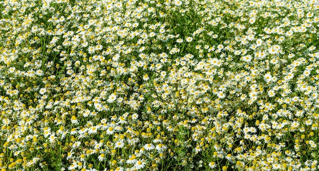 Un champ de marguerites avec un fond vert