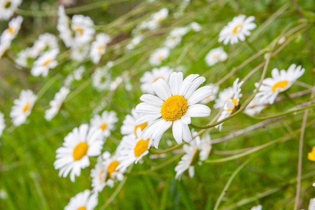 champ de marguerites en forêt espagne