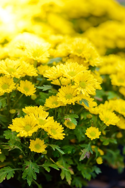 Champ de marguerites jaune