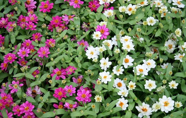 Champ de marguerites pour le fond