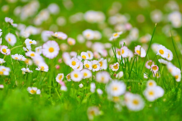 Champ de marguerites, printemps dans la prairie d'été