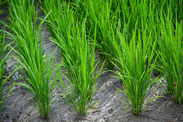 Champ de mauvaises herbes graminées