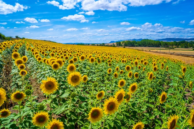 Champ de milliers de tournesols en été ouvert en regardant le soleil