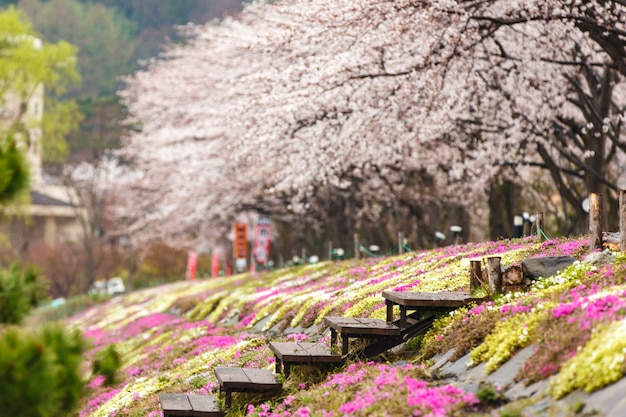 Champ de mousse rose avec arbre de fleurs de cerisier en arrière-plan