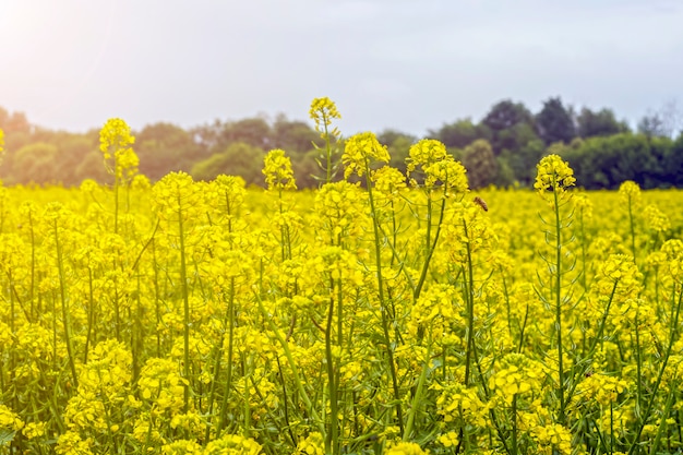 Champ de moutarde en début d&#39;été, en période de floraison