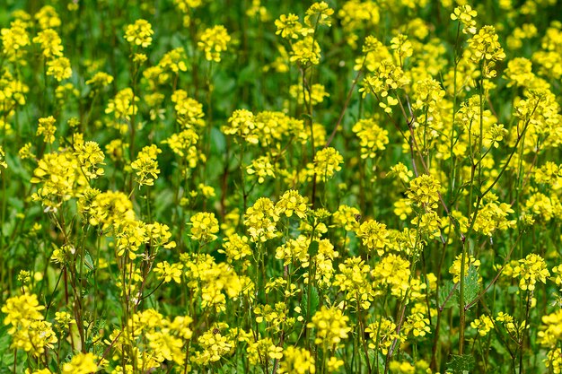 Champ de moutarde jaune moutarde en fleurs