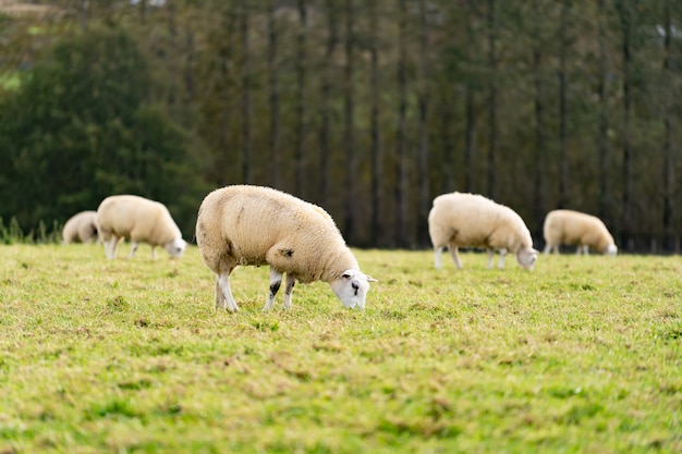 Champ de moutons blancs dans les hautes terres dans le ciel