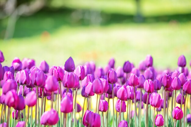 Champ de nombreuses tulipes lilas dans le parc verdoyant